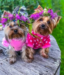 In the USA, where Yorkies got back in 1872 and were included in the American Kennel Club studboo ...