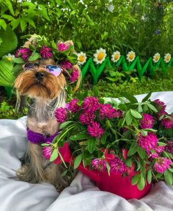 Yorkshire Terrier is one of the smallest dog breeds. According to the FCI and AKC standards, the ...