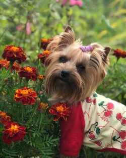 The hunting excitement of the Yorkshire Terrier is sometimes dangerous: in suburban villages, Yo ...