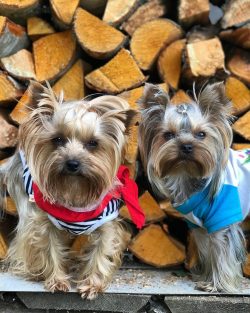 Despite the diminutive size, Yorkshire Terriers retain the qualities inherent in large terriers  ...