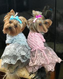 There are “designer” varieties of Yorkshire terriers of non-standard colors: Biewer- ...