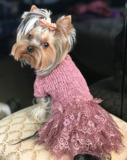Nowadays, many breeders attach much more importance to the quality of the coat compared to the c ...
