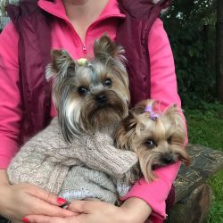 Experts note the relationship between coat structure and color. Dogs that are too dark rarely ha ...