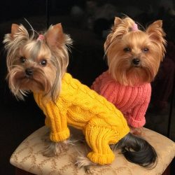 Many Yorkies do not have coat color according to the accepted standard; the yellow-brown color o ...