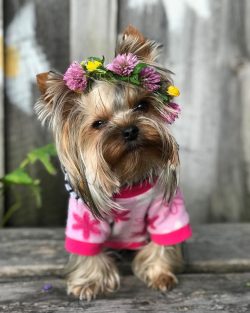 Due to the structure of their wool, Yorkies are less likely to cause allergies in people. At the ...