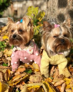 The Yorkshire Terrier is a long-haired breed with no undercoat. This means that they practically ...