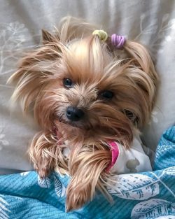 Energetic, courageous, playful, and very active dogs that easily find a common language with chi ...