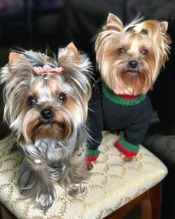 Yorkshire terrier coat is similar in structure to human hair. They have no undercoat, they almos ...