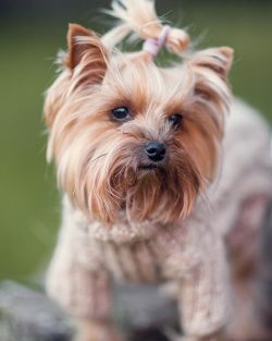 Despite its diminutive size, the Yorkshire Terrier possesses all the qualities that are inherent ...