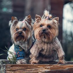 The most famous representative of the breed was a dog named Smokey. Together with the owner, Ame ...