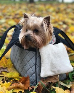 The Yorkshire Terrier is a small dog that has grown in popularity over the past few decades.