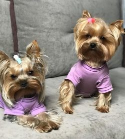 If the dog does not participate in shows, it is usually cut rather short.
