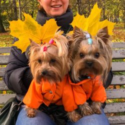 A Yorkie puppy is not suitable for families with small children, as the child may drop it or squ ...