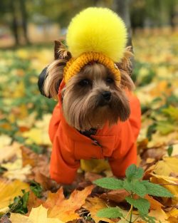  A Yorkie can be accustomed to a “cat” tray or a special diaper as a toilet, which r ...