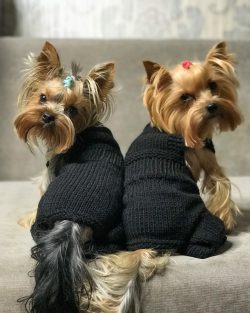 Yorkshire Terriers get along well with children. The main thing is that the child understands th ...