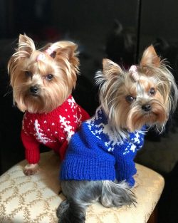 Yorkies can easily get along with other animals in the apartment, but they often dominate even l ...