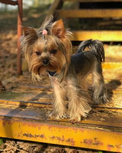 A Yorkshire Terrier should be bred once a day, ideally twice.