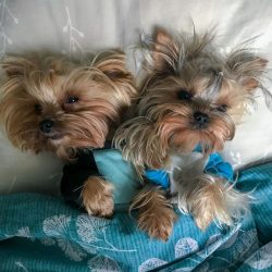 During games, Yorkies can overdo it and bite, including a child.