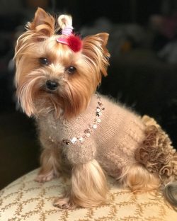 The rather cocky character of this dog is not a positive trait that would place the dog in a fam ...