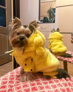  Despite their small size, Yorkies, like other dogs, require attention and love.