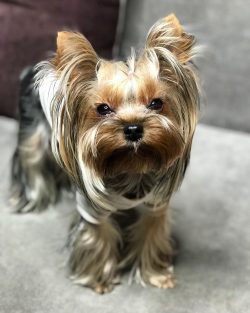 This is an insanely curious dog. All his qualities are inherent in large breed dogs. 