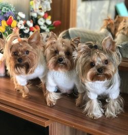 The Yorkshire Terrier is very alert, it belongs to the group of easily trained dogs.