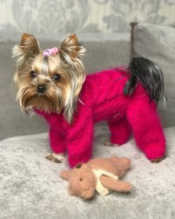 The popularity of this dog is constantly growing, this is due, as already mentioned, to the beau ...