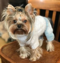 Active, smart, loving to play, at the same time gets along well with cats, he will become a rea ...