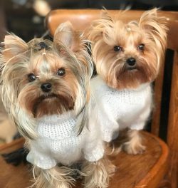 This small dog can be classified as Toy Dogs (decorative breeds), but by its nature, it is reall ...