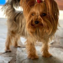 The first dog to be registered was born in 1865, by mating mother and son, Huddersfield Ben beca ...