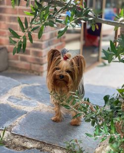 In 1874, Frank Pierce de Feversam entered the Yorkshire Terrier into the first generic book, and ...