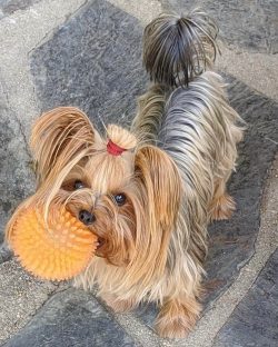 The Yorkshire Terrier gained real popularity only when it first appeared at a dog show.