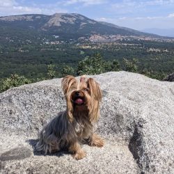 If your pet does not take part in exhibitions, it is better to contact the nearest dog salon and ...