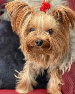 Caring for a Yorkie should be systematic. The pet should be brushed regularly and bathed thoroug ...