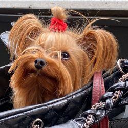 Taking care of the Yorkshire Terrier is easy, there is no need for any special skills, such as w ...