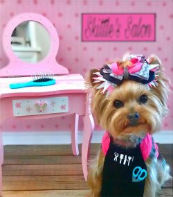 The coat is a distinctive feature of this small and incredibly attractive dog.