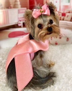 The York Terrier is a small, elegant dog, majestic and with luxurious coat, falling down on both ...