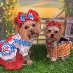 Another hallmark of the glamorous doggie is the love of barking. If the Yorkie starts barking, i ...