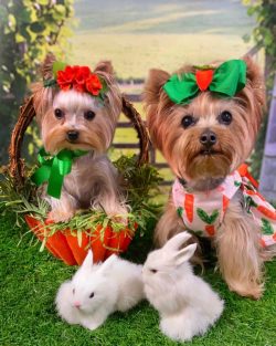  In communicating with its relatives, the Yorkshire Terrier is quite calm and does not show any  ...