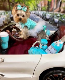 Nowadays, the Yorkshire Terrier breed is practically known, and every day it has more and more fans.