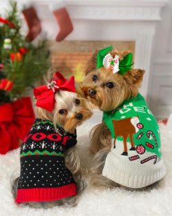 The nature of Yorkshire terriers depends on how they are raised. Some are distinguished by activ ...