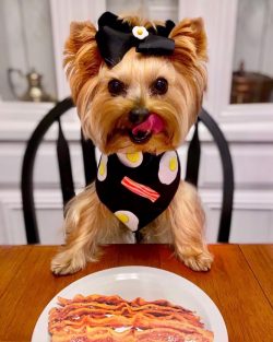 When they talk about Yorkies, they immediately come to mind small tame dogs, with which noble la ...