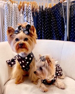 This little wonder – dogs adore the attention to themselves and do not like being left al ...
