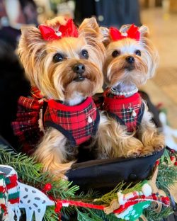 These dogs are excellent companions, they will make a good company for older people, as well as  ...