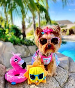 The breed is so popular that a set of dog breeders is required to have such a wonderful animal.