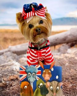 Yorkies, on the one hand, are very shy, and on the other, very welcoming and friendly. However,  ...