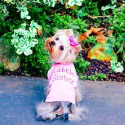 A common character trait of all Yorkies: independence, high intelligence, determination, and ten ...