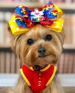 As for small dogs, Yorkshire terriers are too independent. They can set their own rules, so do n ...