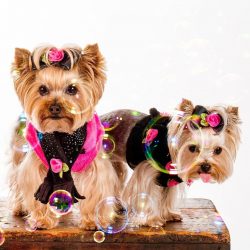 These dogs are very affectionate and do not hide their feelings.True, this does not mean that th ...