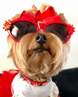 To some extent, Yorkies keep up with their courage. The fact is that these small animals can be  ...